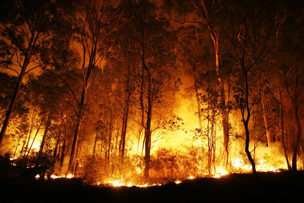 حرائق الغابات بفلوريدا تجبر السكان على إخلاء 1100 منزل