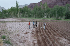 تقرير: "بقاء الحقول خالية" يعني استمرار 95% من الأفغان دون طعام كافٍ