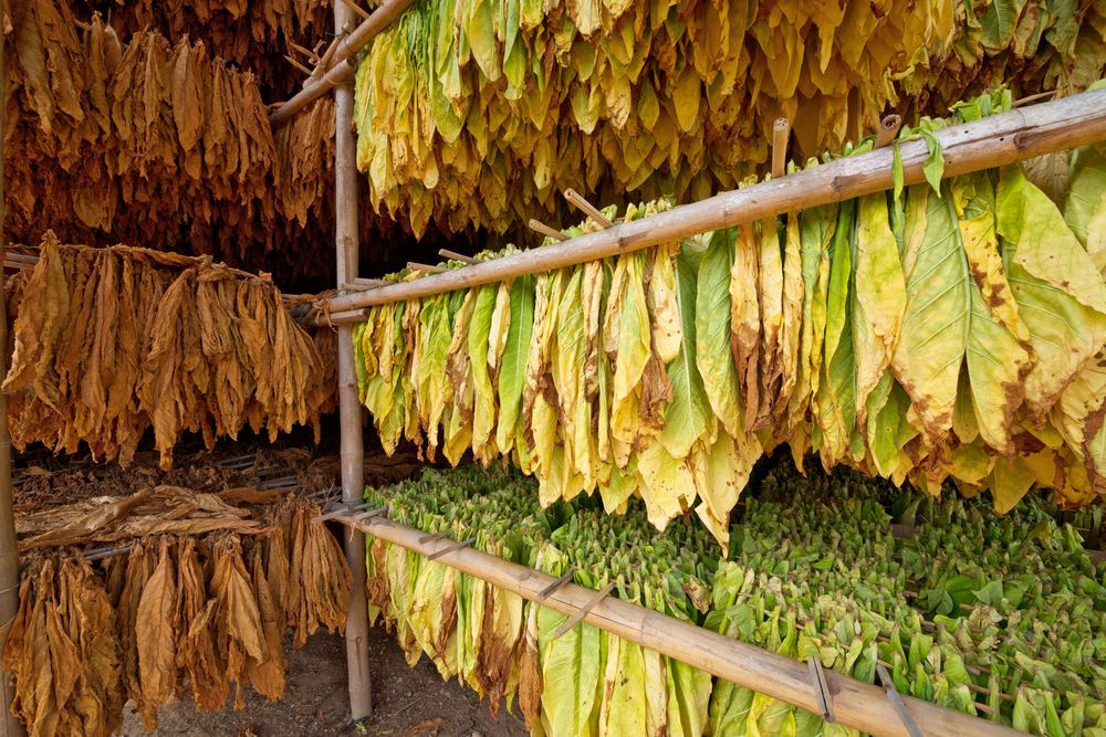 كينيا.. التحرر من زراعة "التبغ" وإنتاج محاصيل أكثر استدامة