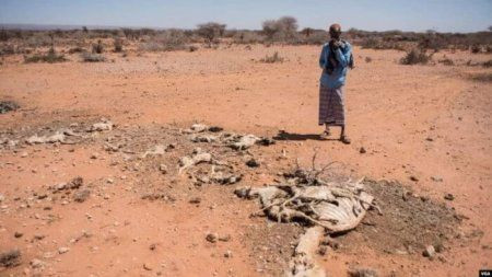 تقرير: الأسر الصومالية فقدت 30% من ماشيتها بسبب الجفاف خلال 2021