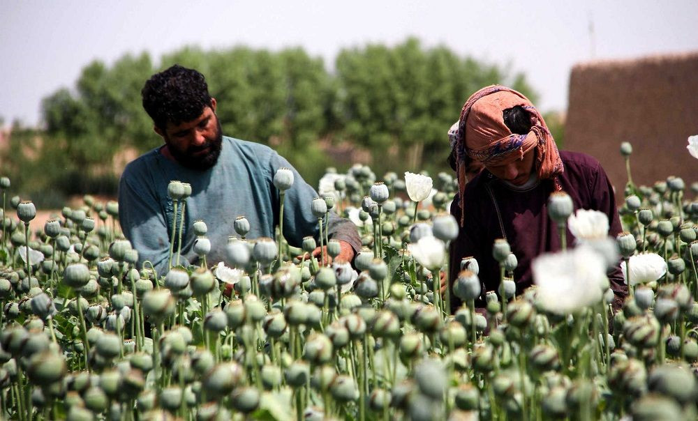 «طالبان» تأمر بحظر زراعة خشخاش الأفيون في أفغانستان