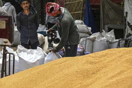 الولايات المتّحدة تأمل عودة الهند عن قرار حظر تصدير القمح