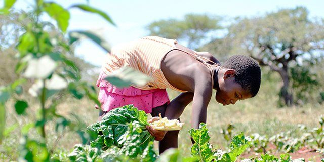 "فاو": 4 خطوات لجعل نظم الأغذية الزراعية أكثر كفاءة واستدامة