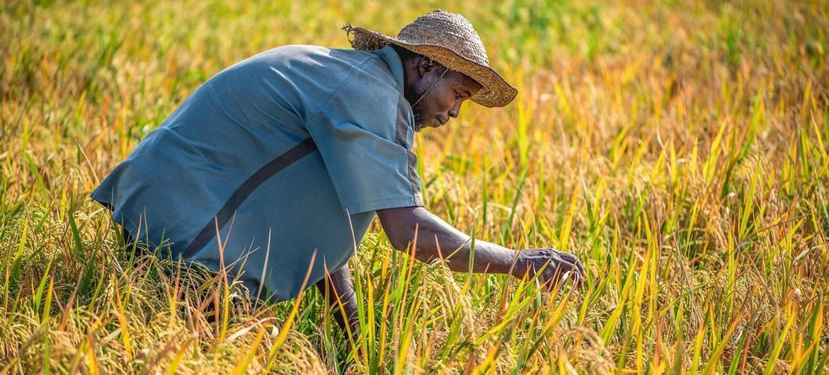 "الأمريكية للتنمية الدولية" تقدم 35 مليون دولار لدعم الزراعة في ملاوي