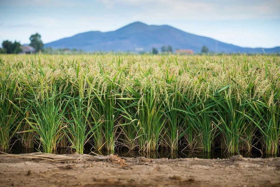 حقول الأرز في "المثلث الذهبي" الإيطالي يضربها الجفاف