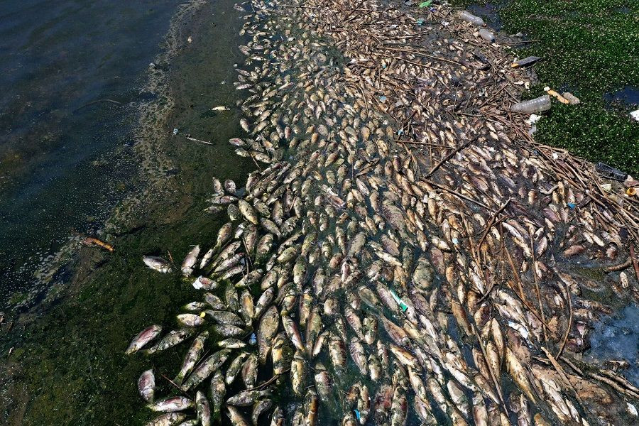 نفوق 100 طن من الأسماك في بولندا ومخاوف من كارثة بيئية