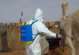 وفاة 6 أشخاص في موريتانيا بسبب حمى الوادي المتصدع