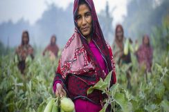 "فاو": إنصاف النساء بالنظم الزراعية يخفض أعداد الجوعى بالعالم