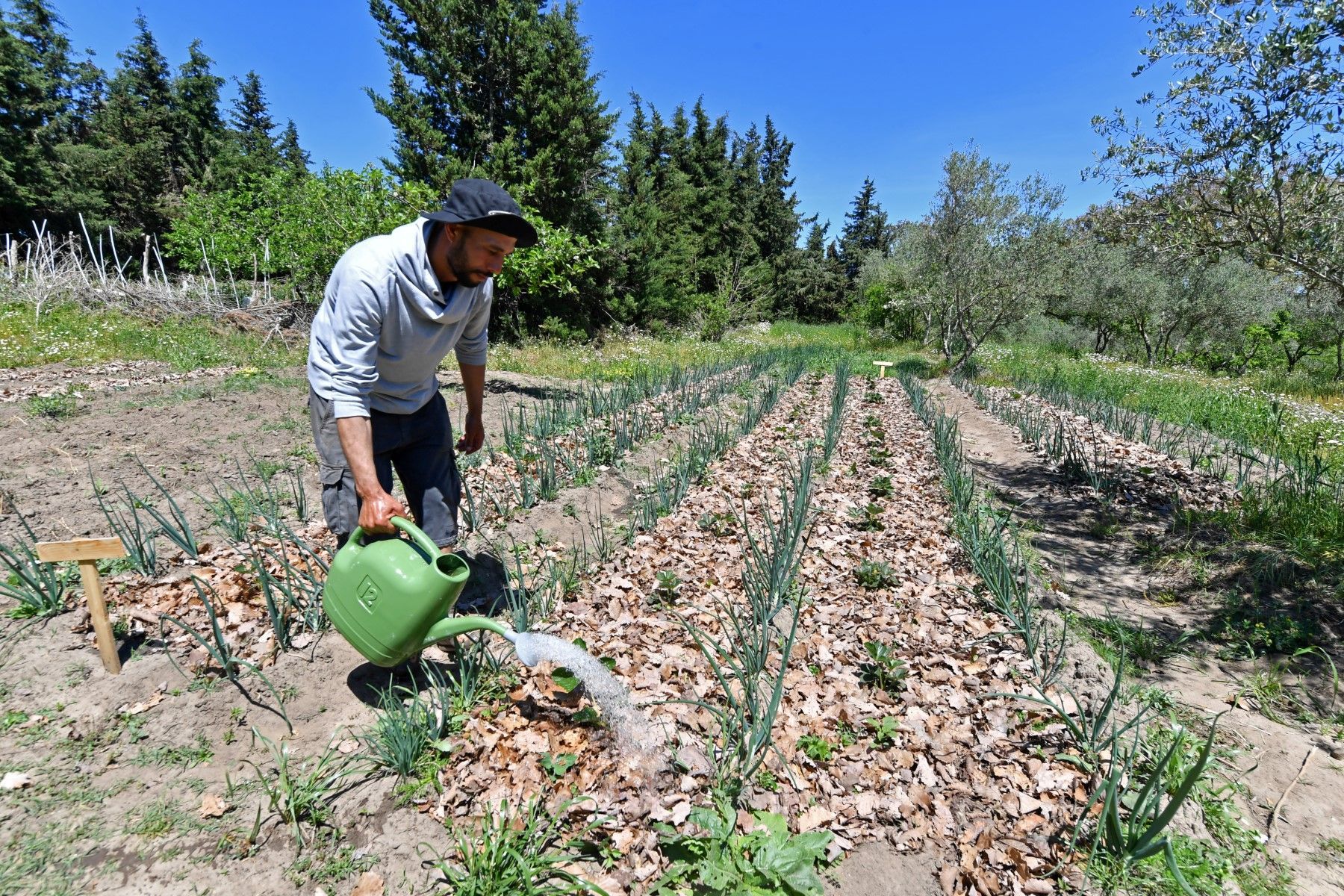 الزراعة الدائمة تمد جذورها في تونس المهددة بتغير المناخ