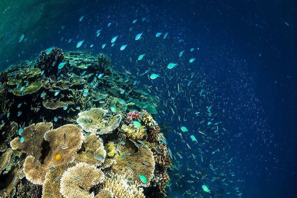 أستراليا تطلق تدابير عاجلة لحماية الحاجز المرجاني العظيم