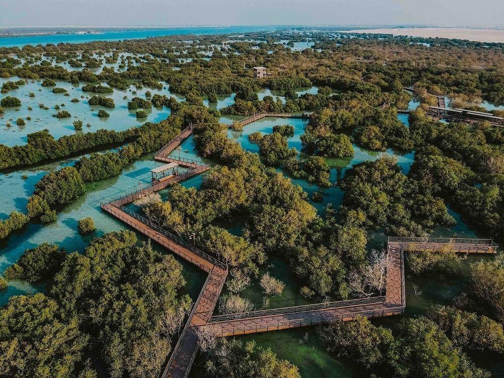 الإمارات.. "التغير المناخي والبيئة" تكرم شركاءها في مشروع زراعة 100 مليون شجرة قرم