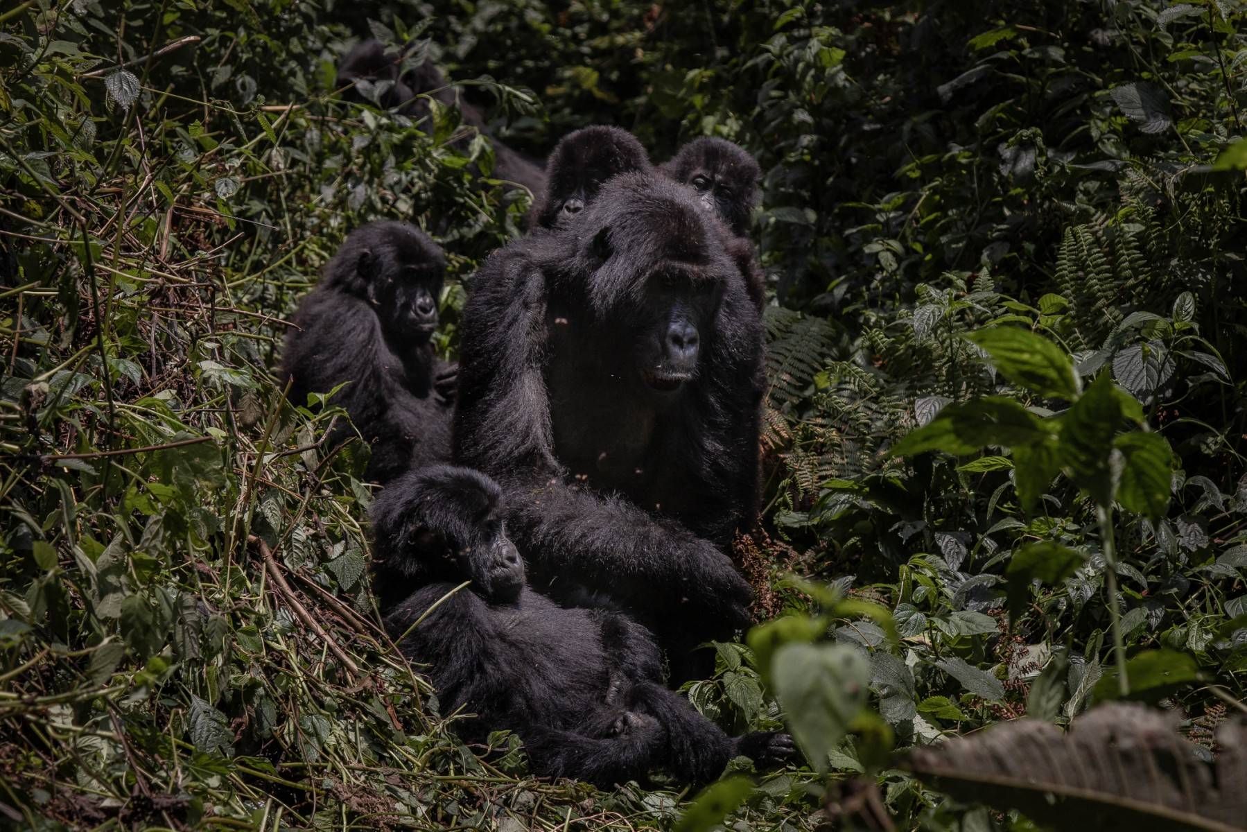 Deforestation endangers rare gorillas in DRCongo park: campaigners