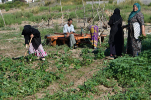 تحت الشمس الحارقة.. مزارعات تونسيات يبحثن عن مظلة حماية قانونية